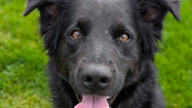 Pet Image